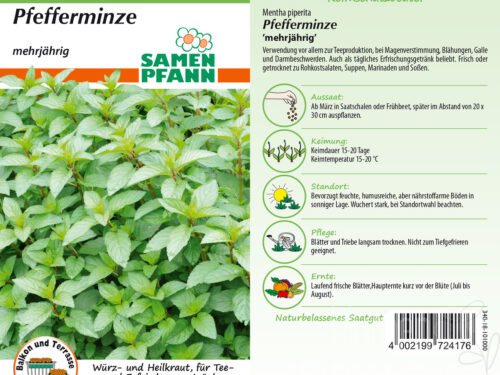 Pfefferminze