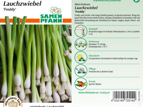 Zwiebeln Winterhecke Freddy