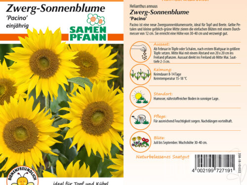Zwergsonnenblumen Pacino Gold