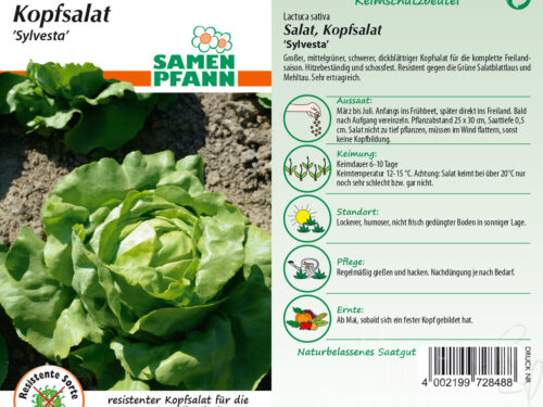 Kopfsalat Sylvesta
