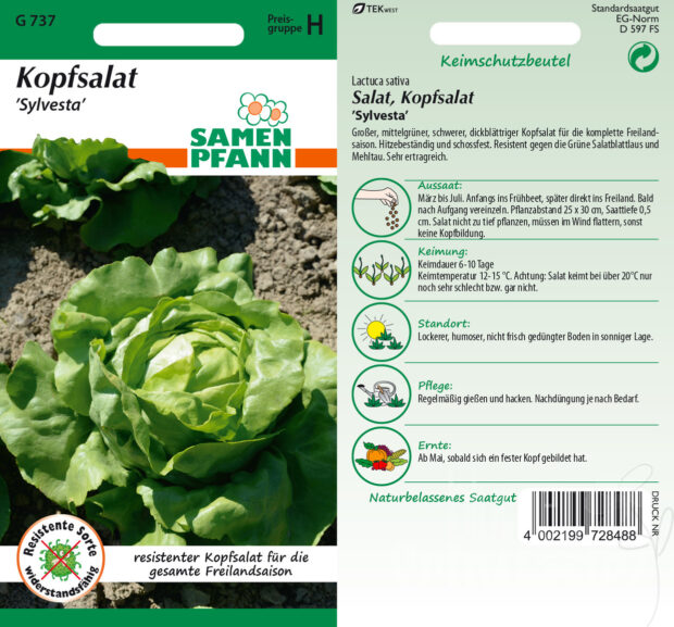 Kopfsalat Sylvesta