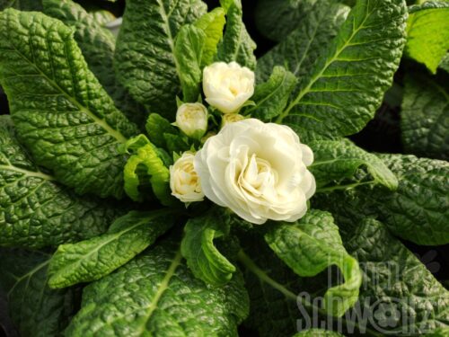 Primula Belarina Snow - weiße gef. Primel