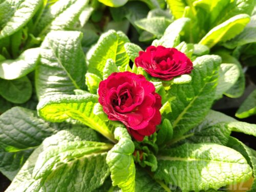 Primula Belarina Valentine - Rote gefüllte Primel