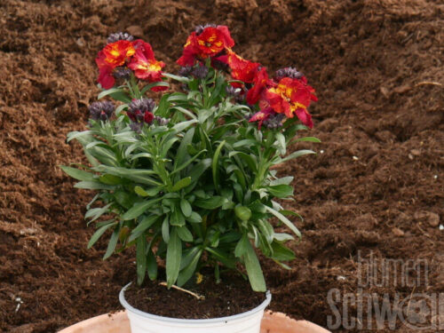 Erysimum Winter Spice, Goldlack