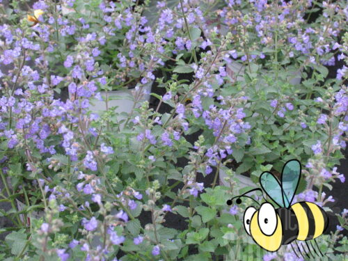 Nepeta Hybride Purrsian Blue Katzenminze