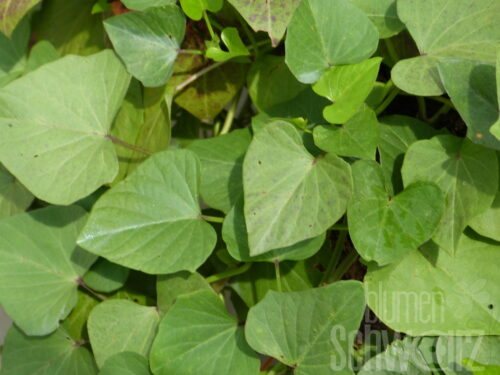 Ipomoea batatas Erato orange, Süßkartoffel