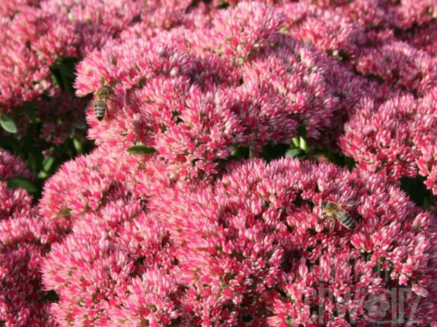 Sedum t. Herbstfreude - Rosa Hohes-Fettblatt