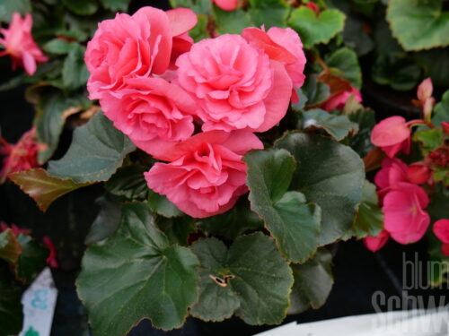 Begonia Rosade. rosa Freilandbegonie