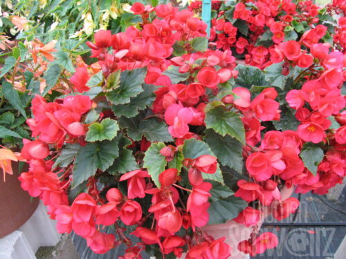 Begonia Helia rot, rote Freilandbegonie