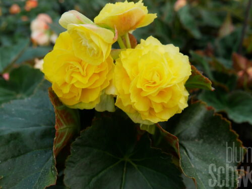 Begonia ela. Catrin, gelb-orange