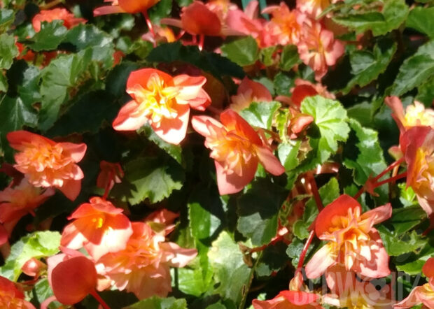 Begonia Belove Peach, ungef.