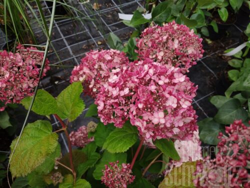 Hydrangea Proven Winners Pink Annabell