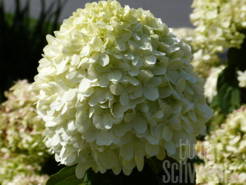 Hydrangea p. Bombshell T17 - Weiße Rispenhortensie