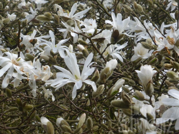 Magnolia stellata