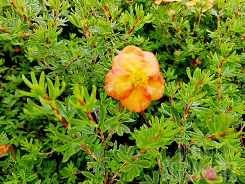 Potentilla frut. Mango Tango T17 - Gelber Fingerstrauch