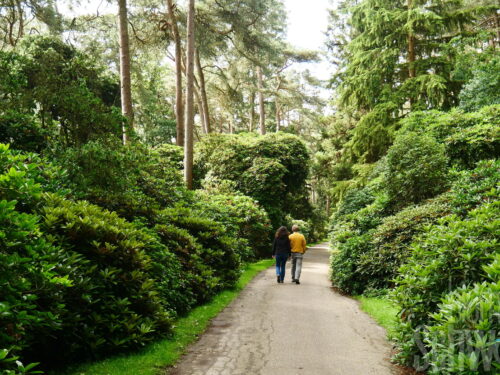Rhododendron rustica Teniers