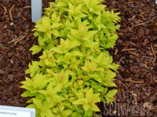 Spiraea jap. Golden Princess T17 - Gelbblättrige Zwergspiere