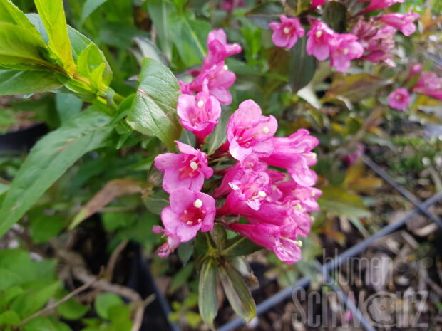 Weigela florida Pink PoppetÂ®