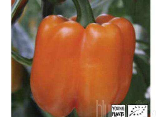 Capsicum Beluga oranger Blockpaprika