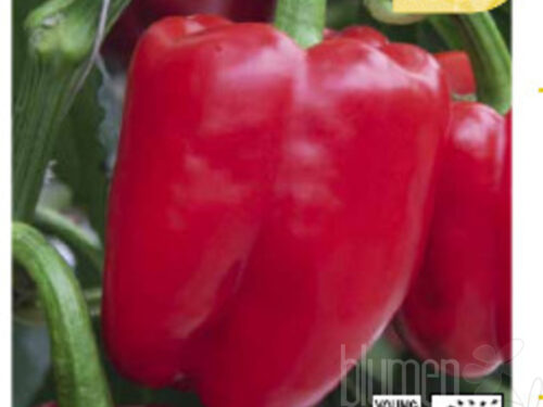 Capsicum Beluga, roter Blockpaprika
