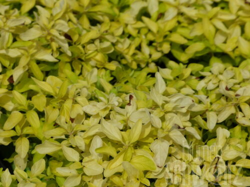 Origanum Gold Nugget, Oregano