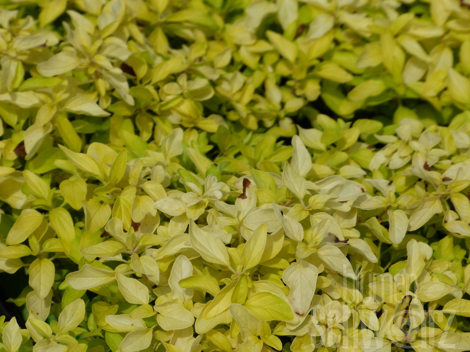 Origanum Gold Nugget, Oregano