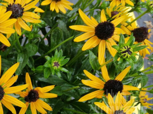 Rudbeckia L.Goldstar, Sonnenhut