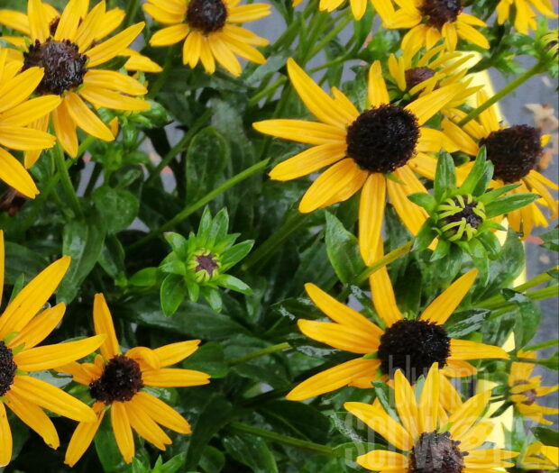 Rudbeckia L.Goldstar, Sonnenhut