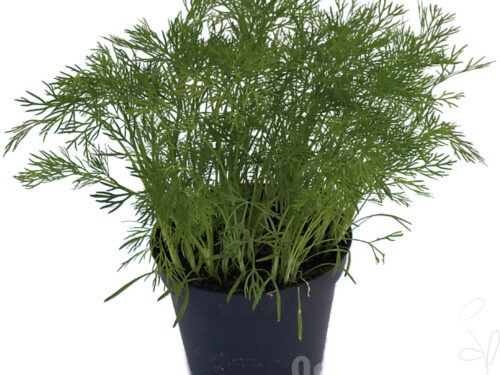 Anethum Ella - Topf-Dill