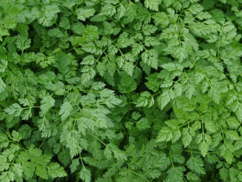 Anthriscus Massa - glatter Kerbel