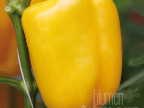Capsicum Beluga Yellow - Gelber Blockpaprika