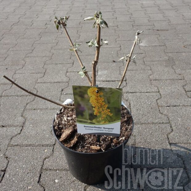 Buddleja weyeriana Sungold