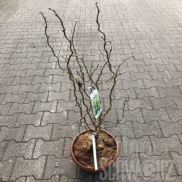 Corylus avellana Twister