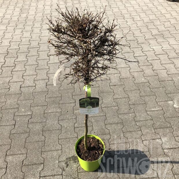 Betula pendula Magical Globe