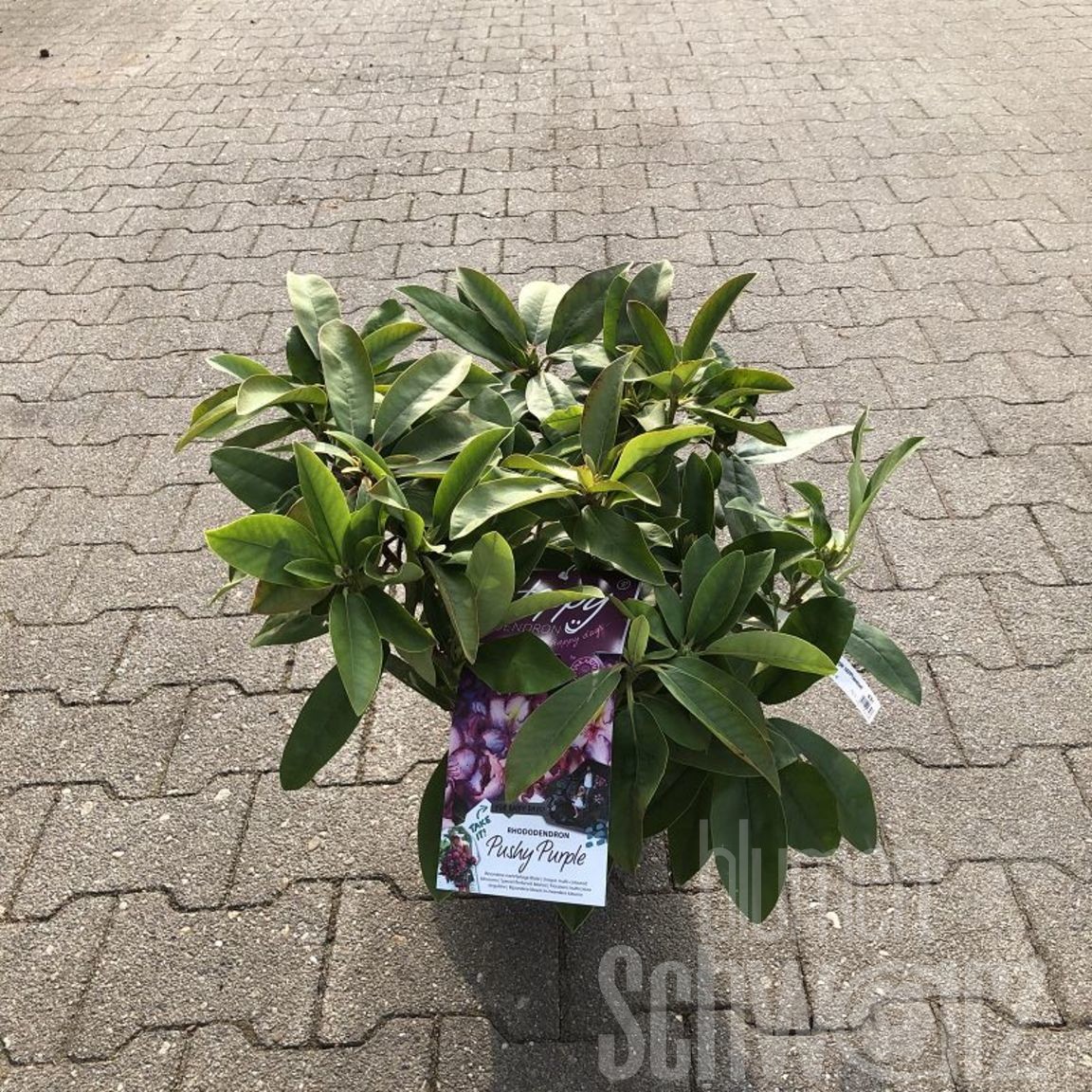 Rhododendron Pushy Purple HAPPYdendron - Blumen Schwarz
