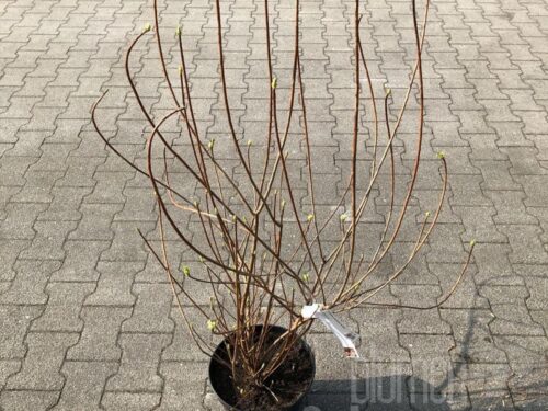 Enkianthus campanulatus Red Bells