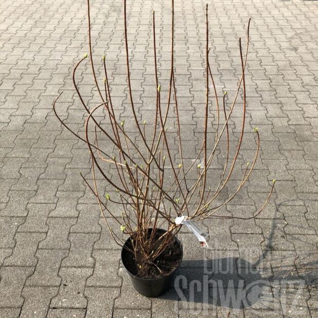 Enkianthus campanulatus Red Bells
