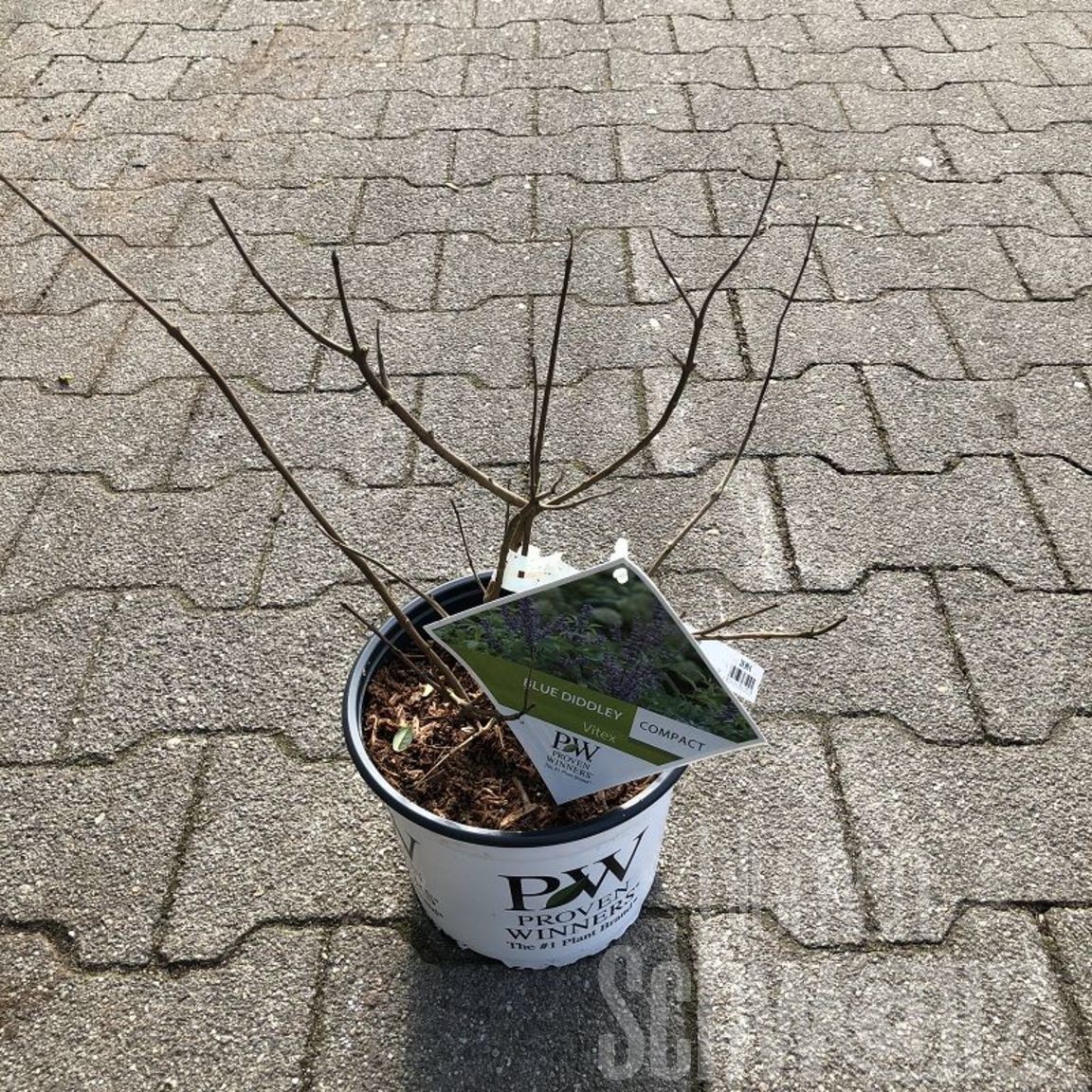 Vitex agnus-castus Pink Pinnacle - Blumen Schwarz