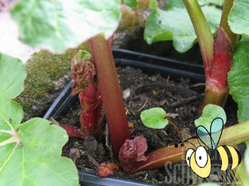 Rheum Glaskins Perpetual, Rhabarber