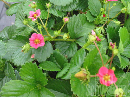 Fragaria Standing Pink Wonder - Immetragende Erdbeere