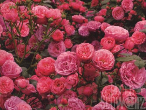 Rosa Pomponella, Beetrose