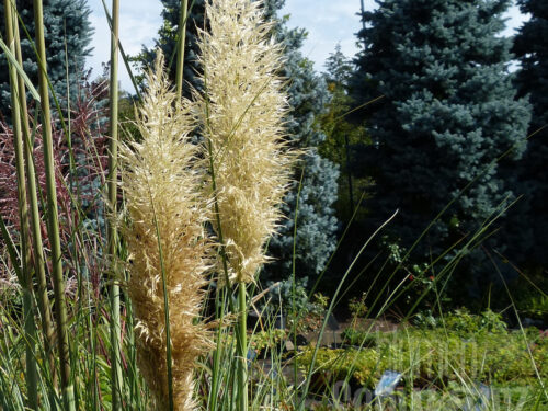 Cortaderia sell. Evita, kleiner Topf