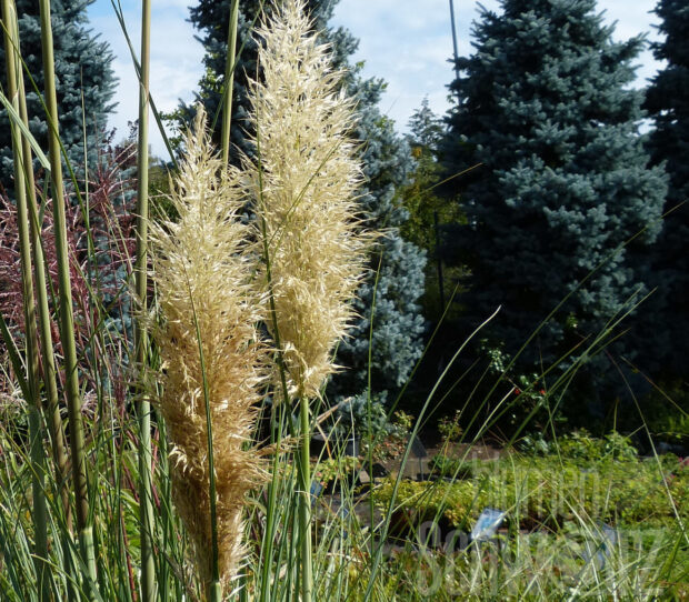 Cortaderia sell. Evita, kleiner Topf