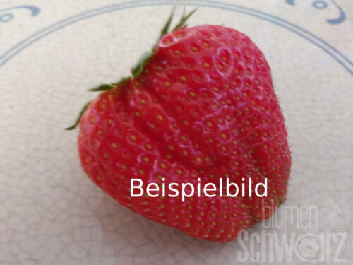 Fragaria Bravura, mehrmalstragend