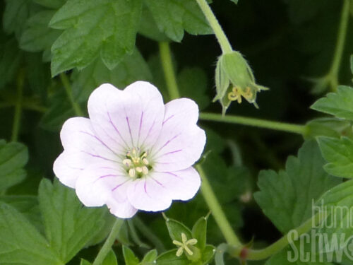 Geranium p. Laura, Weißer Wiesenstorchschnabel