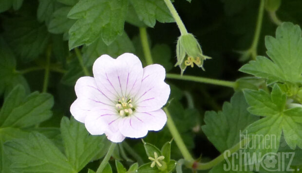 Geranium p. Laura, Weißer Wiesenstorchschnabel