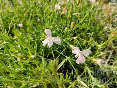 Dianthus, Frühlingsnelke