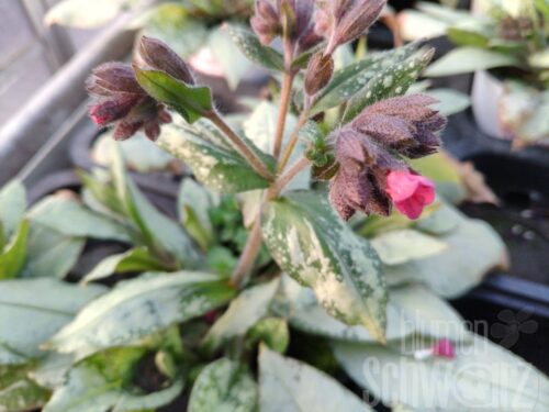 Pulmonaria Silver Bouquet, Lungenkraut