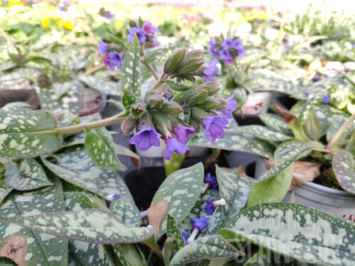 Pulmonaria Shrimps on the Barbie, Dunkelrosa Lungenkraut