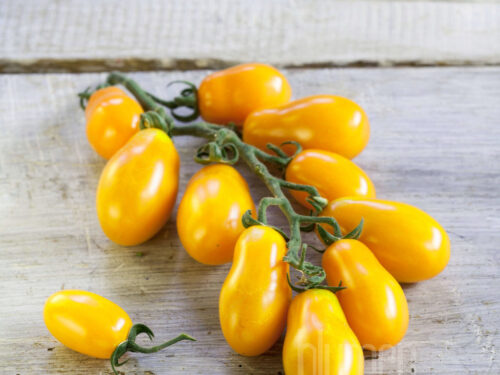 Lycopersicon Mirado gelbe Pflaumentomate